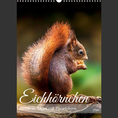 Nahaufnahme eines roten Eichhörnchens (Sciurus vulgaris), das seitlich auf einem Ast sitzt und eine Nuss frisst. Sein buschiger Schwanz ist nach oben gebogen und sein Fell leuchtet rötlich-braun im Sonnenlicht. Der Hintergrund ist unscharf und in warmen Herbstfarben gehalten.