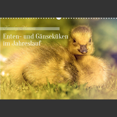 Kalenderblatt mit einem Nahaufnahme eines flauschigen, gelben Enten- oder Gänsekükens, das im grünen Gras liegt und direkt in die Kamera blickt. Der Text lautet "Flauschige Momente" und "Enten- und Gänseküken im Jahreslauf".