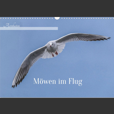 Kalenderblatt mit einer Möwe im Flug, von vorne gesehen, mit ausgebreiteten Flügeln vor einem klaren blauen Himmel. Der Text lautet "Möwen im Flug" und "Akrobaten".
