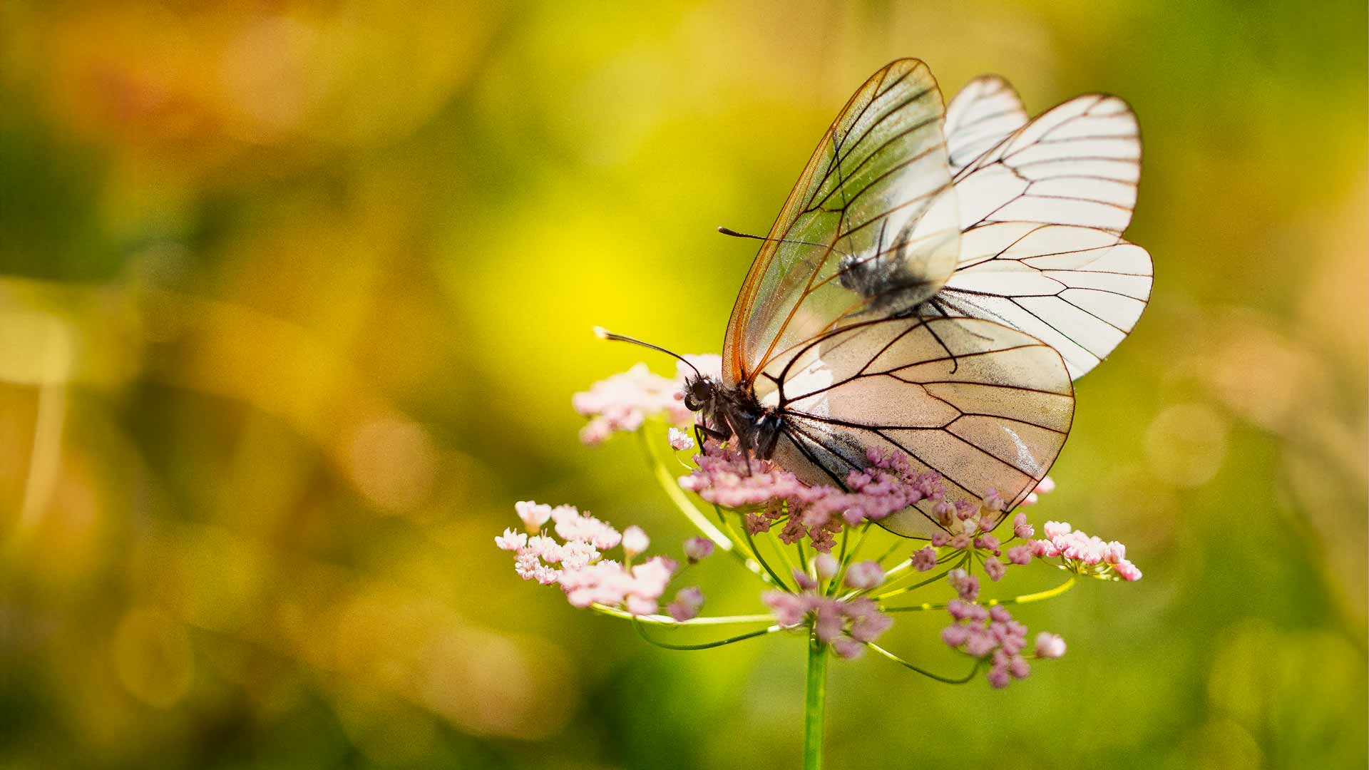 Aporia crataegi (Baumweißling) auf rosa Blüten: Nahaufnahme eines Baumweißlings mit seinen charakteristischen, durchscheinenden Flügeln, der auf zarten rosa Blüten vor einem weichgezeichneten grünen und gelben Hintergrund sitzt. Ideal für Naturthemen, Insektenbeobachtung und Gartenliebhaber.