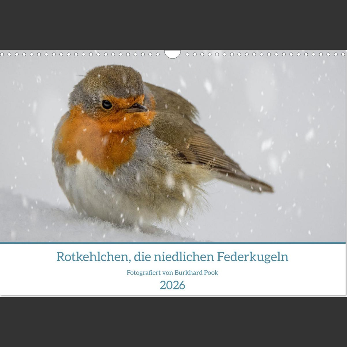 Kalender - Rotkehlchen, die niedlichen Federkugeln