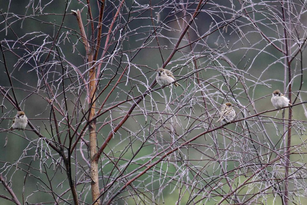 Vier kleine Feldsperlinge sitzen auf kahlen Ästen im Winter