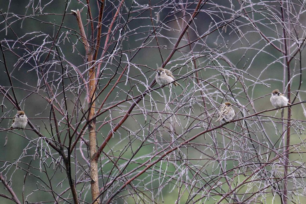 Vier kleine Feldsperlinge sitzen auf kahlen Ästen im Winter