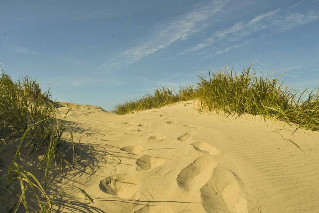 Fußspuren im Sand führen durch hohe Dünengräser unter blauem Himmel an der dänischen Nordseeküste.