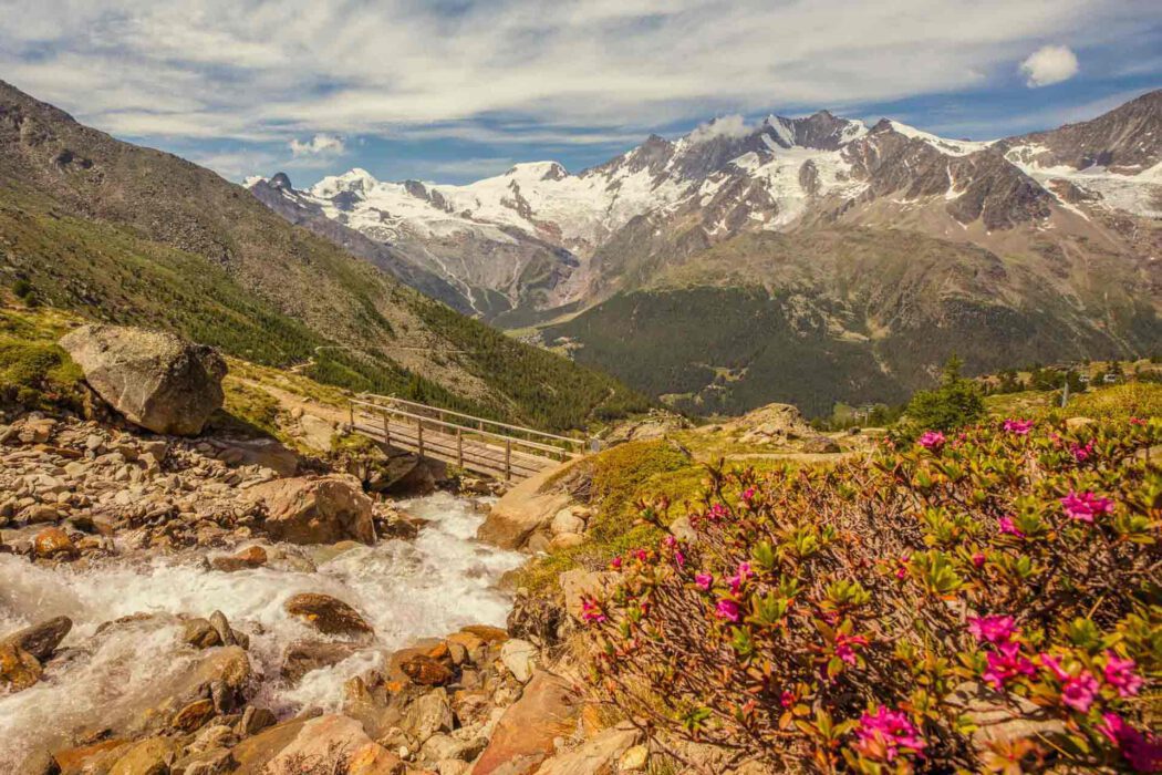Alpenrosen vor Alpenkulisse