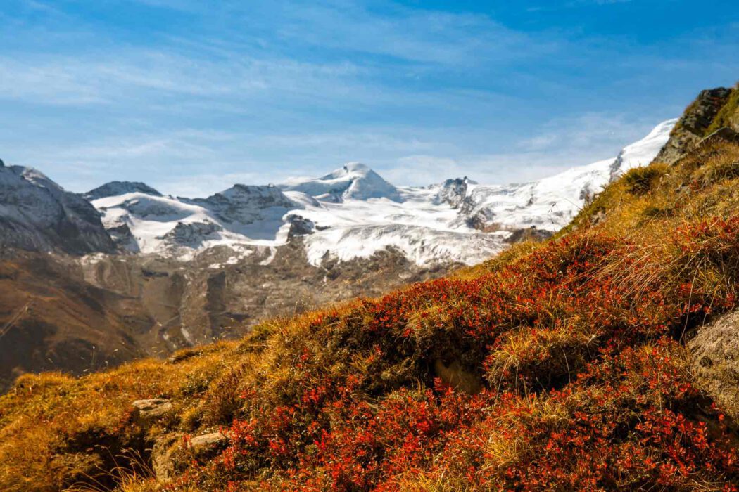 Herbstliche Alpenlandschaft mit roten Gräsern und schneebedeckten Bergen