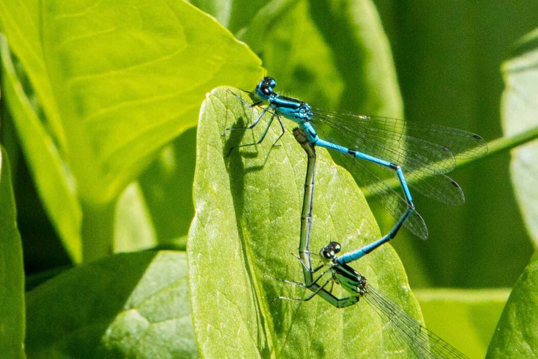 Zwei blaue Federlibellen in Kopulation auf einem grünen Blatt