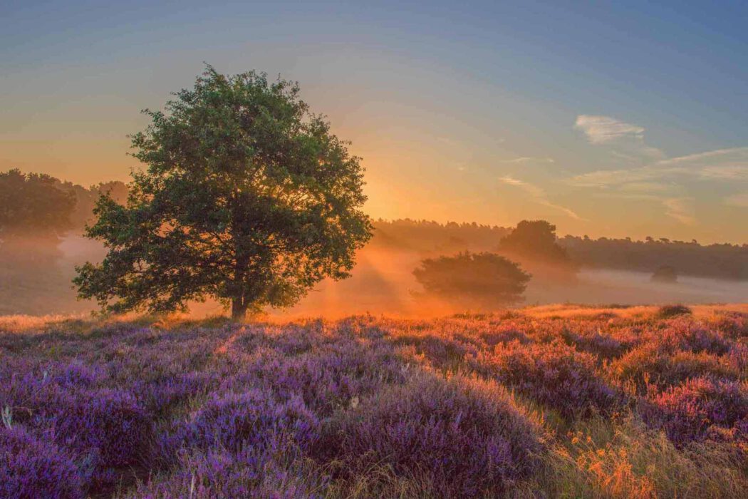 Blühendes lila Heidefeld bei Sonnenaufgang mit Bäumen und Nebel