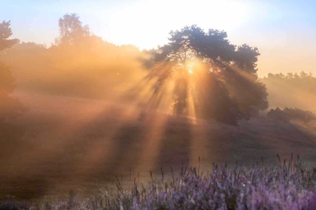 Sonnenstrahlen durch Nebel in einer Landschaft mit Heidekraut und Bäumen