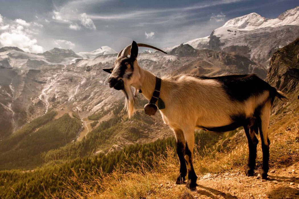 Bergziege mit Glocke in den Alpen vor schneebedeckten Bergen