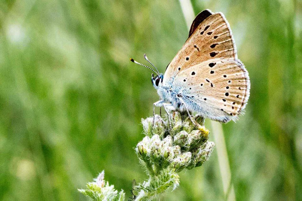 Schmetterling mit braunen und blauen Flügeln auf einer grünen Blütenknospe