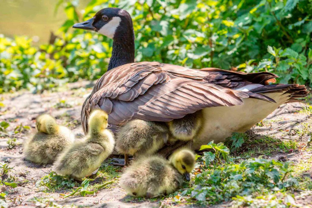 Gänsemutter mit ihren Küken