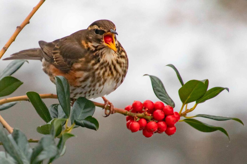 Rotdrossel frisst rote Beere auf einem Ast