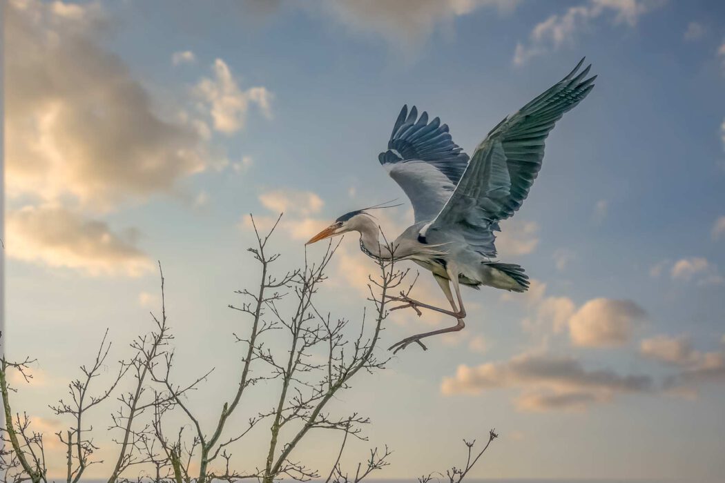 Ein Graureiher mit ausgebreiteten Flügeln und Beinen hebt von den kahlen Ästen eines Baumes ab. Er ist von der Seite zu sehen, sein orangefarbener Schnabel ist erkennbar. Im Hintergrund ist ein Himmel mit weißen und grauen Wolken zu sehen