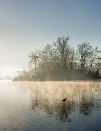 Ein malerischer See im Morgennebel. Eine kleine Insel mit kahlen Bäumen erhebt sich aus dem Wasser, das von aufsteigendem Dunst bedeckt ist. Die Sonne scheint diffus durch den Nebel und erzeugt einen hellen Schein. Enten schwimmen auf der ruhigen Wasseroberfläche