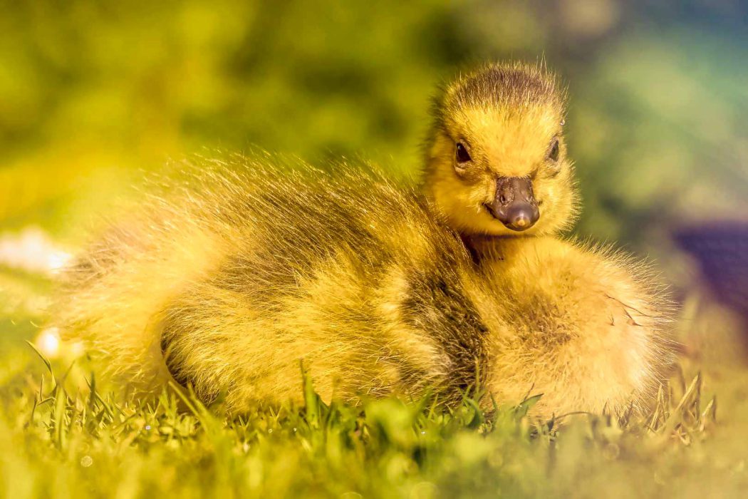 Flauschiges Gänseküken im Gras