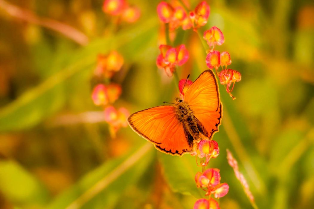 Oranger Schmetterling auf Blüten