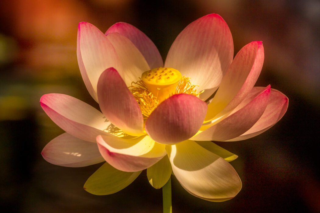 Nahaufnahme einer Lotusblüte mit rosa und gelben Blütenblättern.