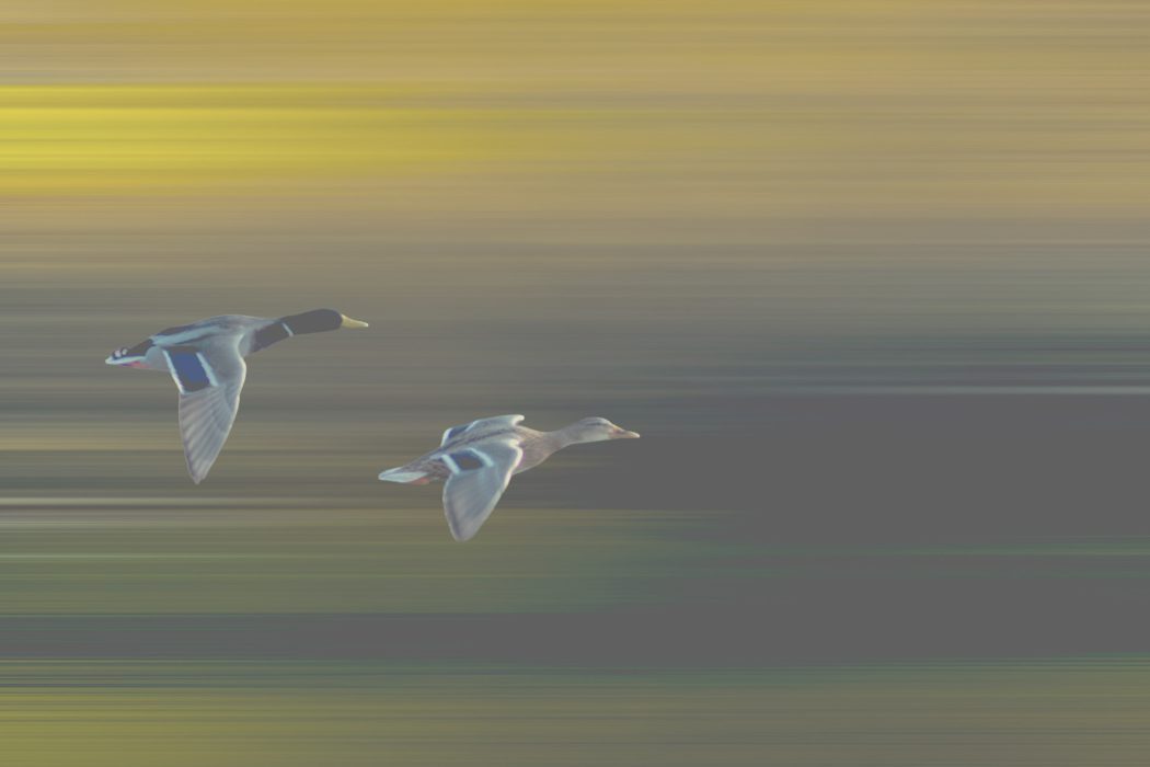 Zwei Enten im Flug vor verschwommenem Hintergrund in Gelb, Grün und Blau