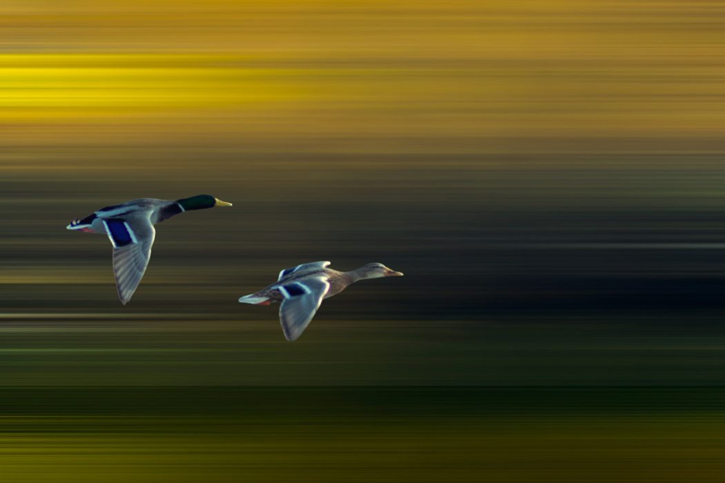 Zwei Enten fliegen parallel vor einem abstrakt verschwommenen Hintergrund aus horizontalen gelben und grünen Farbstreifen. Die Farben der Vögel sind klar erkennbar, während die Umgebung reine Bewegung suggeriert.