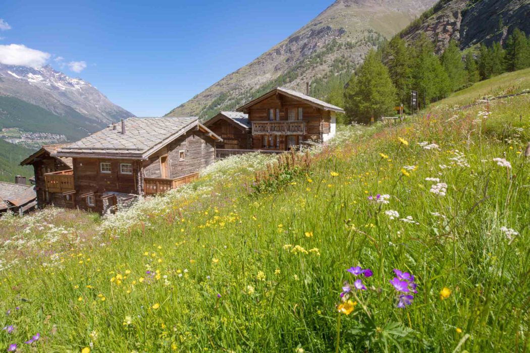 Reisefotografie Saastal im Sommer: Traditionelle dunkle Walliser Holzchalets mit Schieferdächern in blühender Bergwiese mit gelben Butterblumen und lila Storchschnabel, im Hintergrund verschneite Alpen, grüne Lärchen, blauer Himmel, Idylle.