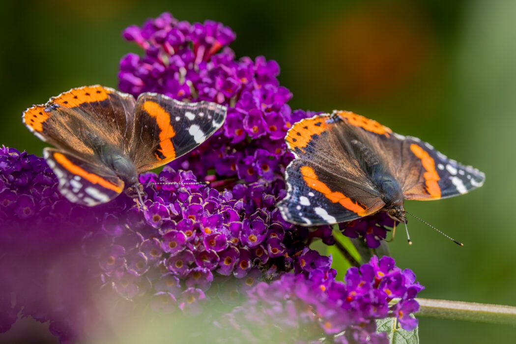 Zwei Distelfalter mit geöffneten Flügeln auf lila Blüten eines Schmetterlingsflieders.