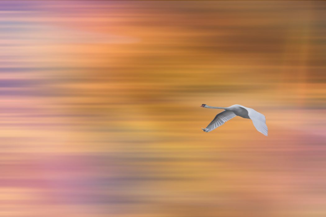 Ein weißer Schwan fliegt vor einem abstrakt verschwommenen Hintergrund aus horizontalen Farbbändern in Orange, Pink und Lila. Die Flügel des Schwans sind weit gespannt.