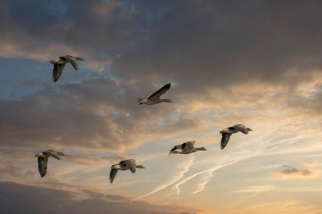 Sechs Graugänse fliegen im Schwarm am Himmel