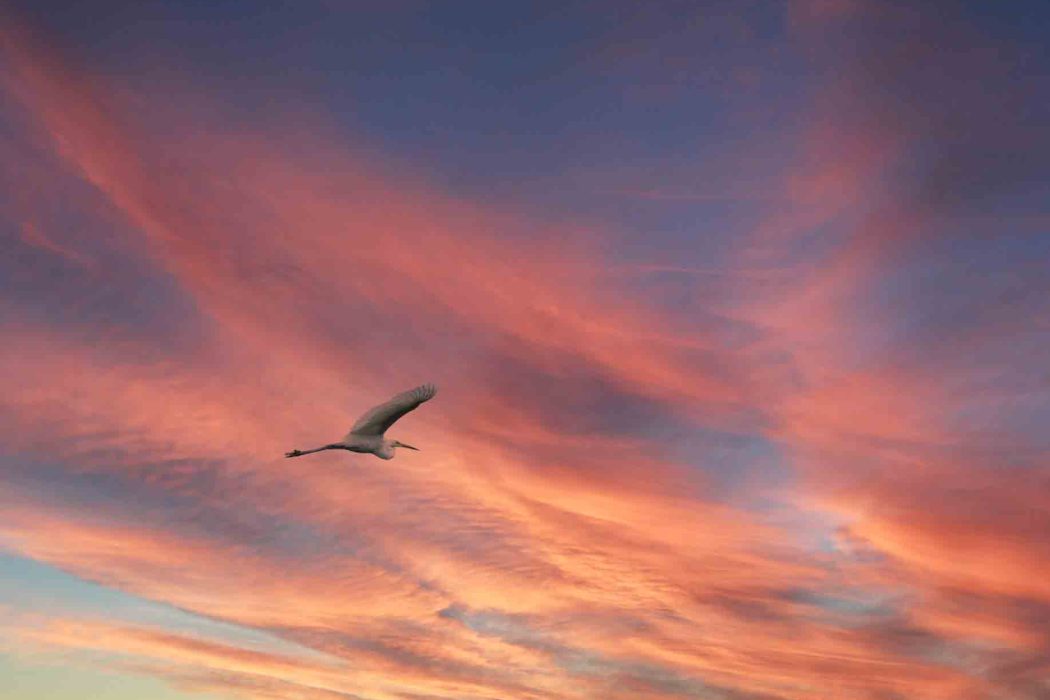 Silberreiherfliegt vor rosa-orangefarbenem Himmel