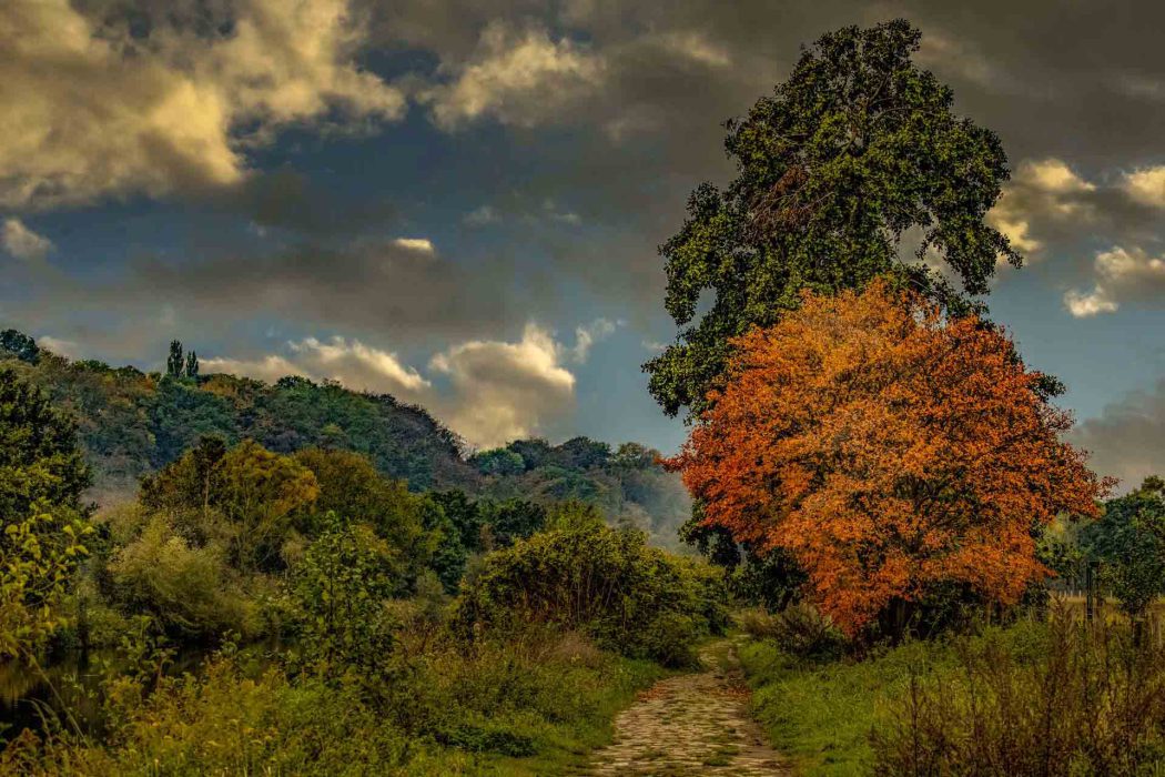 Herbstlandschaft am Leinpfad mit orangefarbenem Baum und Pfad unter bewölktem Himmel