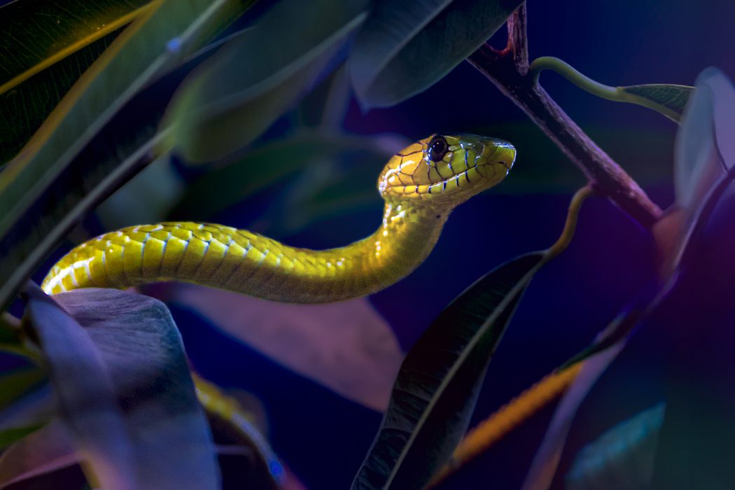 Grüne Mamba (Dendroaspis viridis) in Blättern