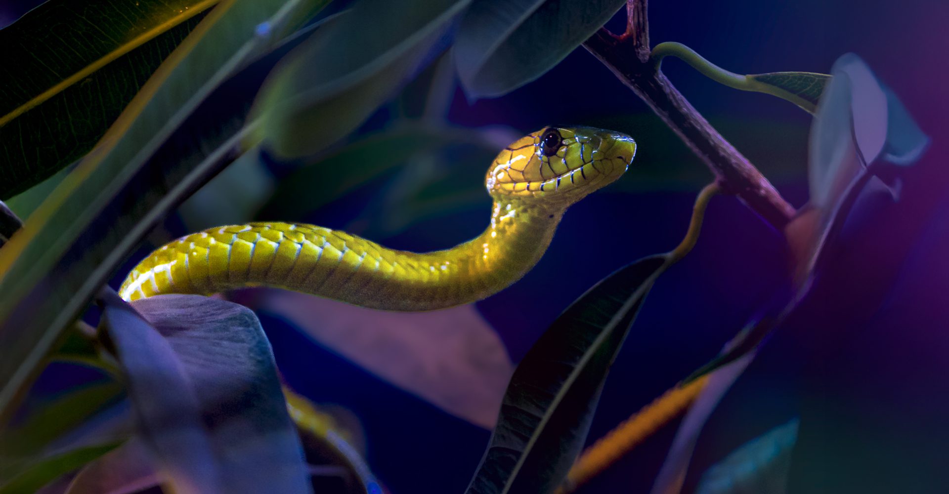 Grüne Mamba (Dendroaspis viridis) in Blättern
