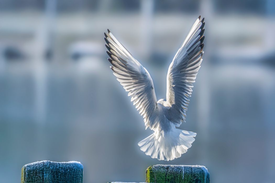 Möwe hebt von Pfahl ab