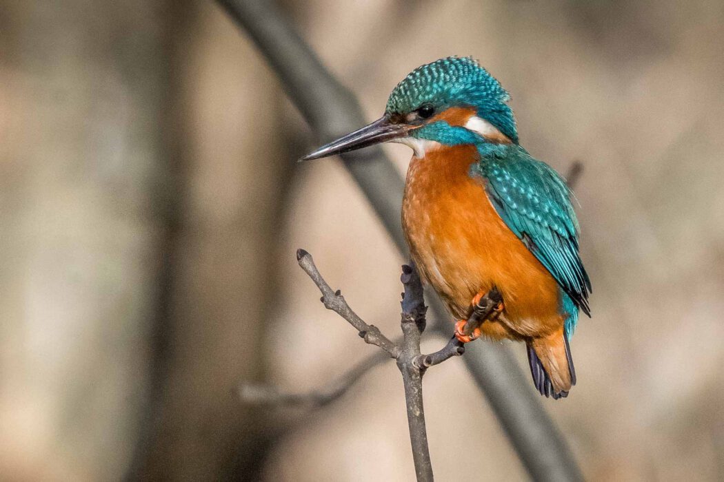 Nahaufnahme eines farbenprächtigen Eisvogels