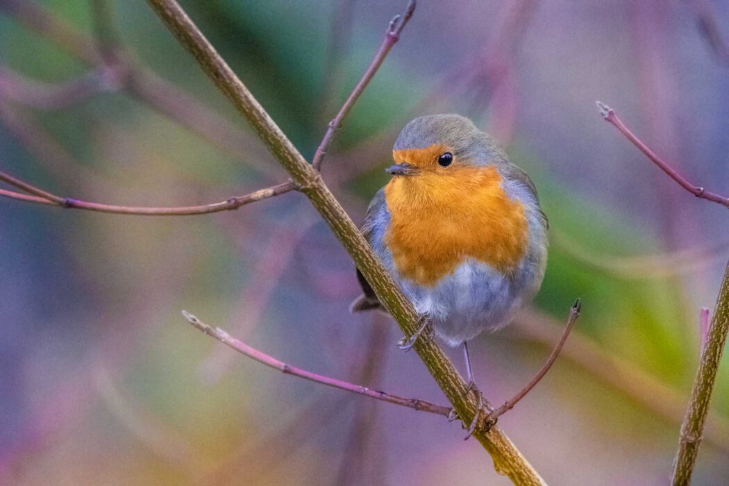 Flauschiges Rotkehlchen auf Zweig
