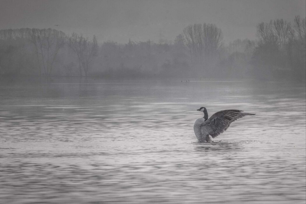 Kanadagans im Nebel See