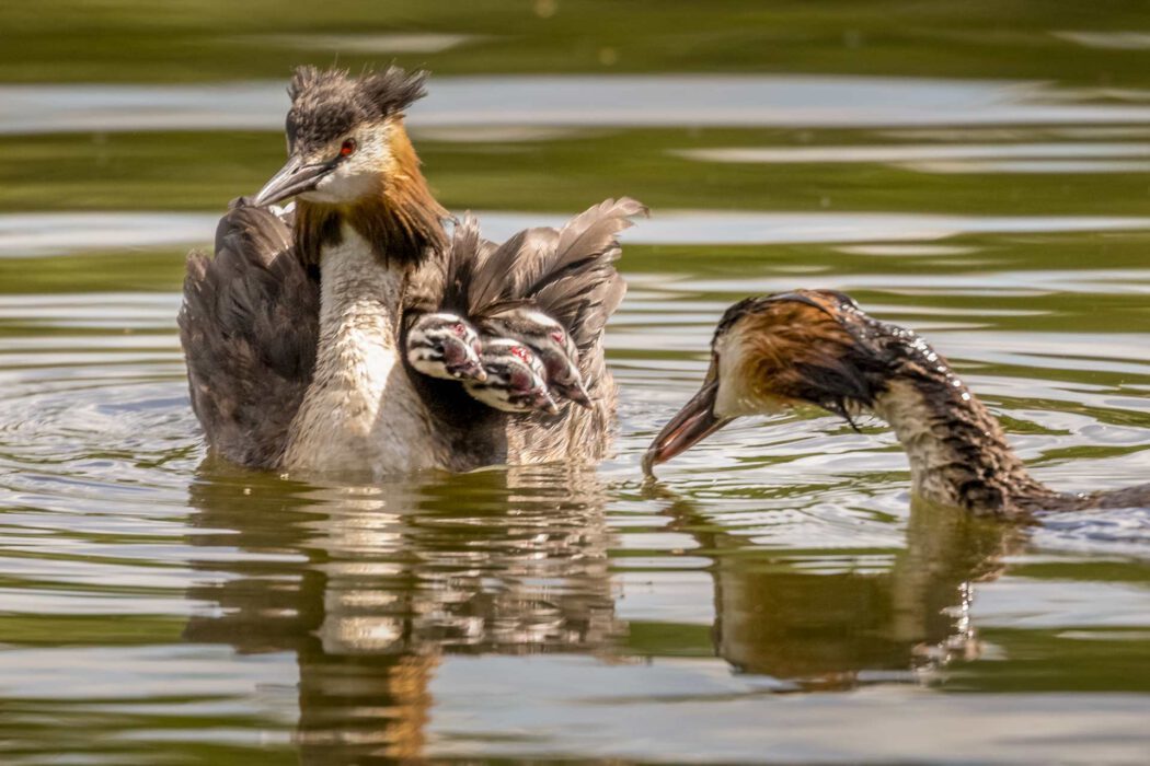 Ein Haubentaucher trägt zwei Küken auf dem Rücken, während ein weiterer Haubentaucher daneben im Wasser ist.