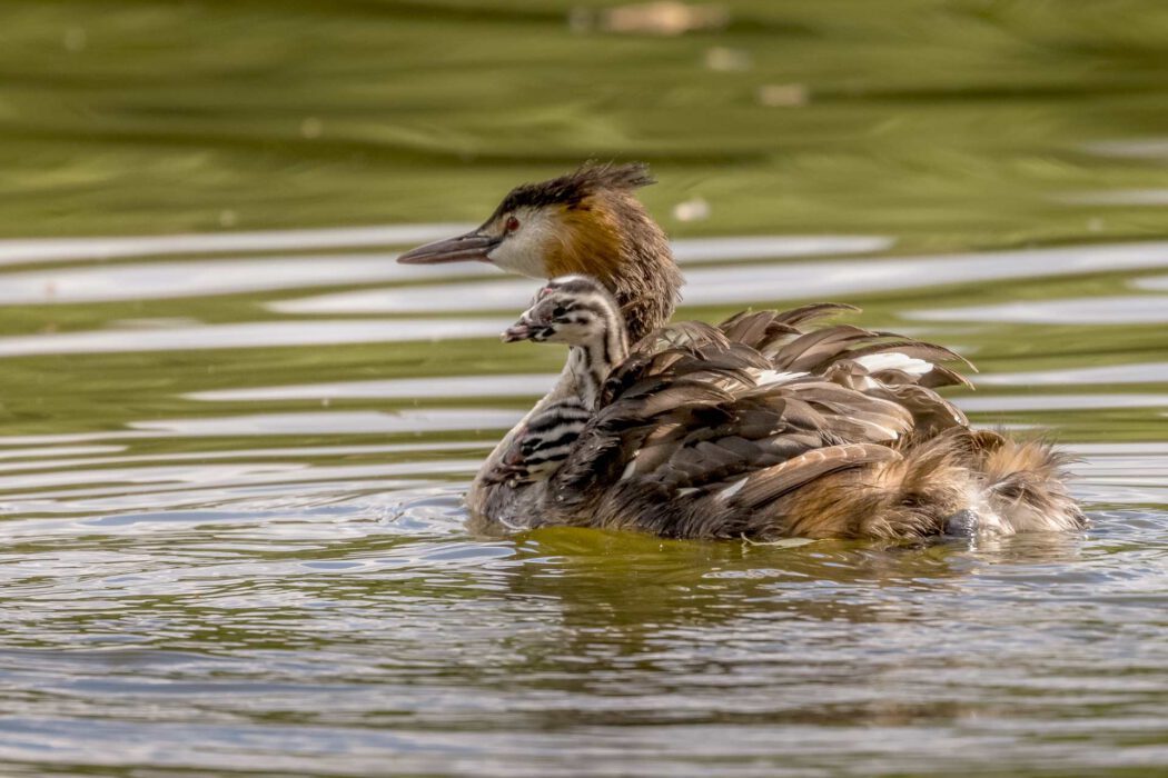 Ein Haubentaucher trägt ein Küken auf seinem Rücken im Wasser.