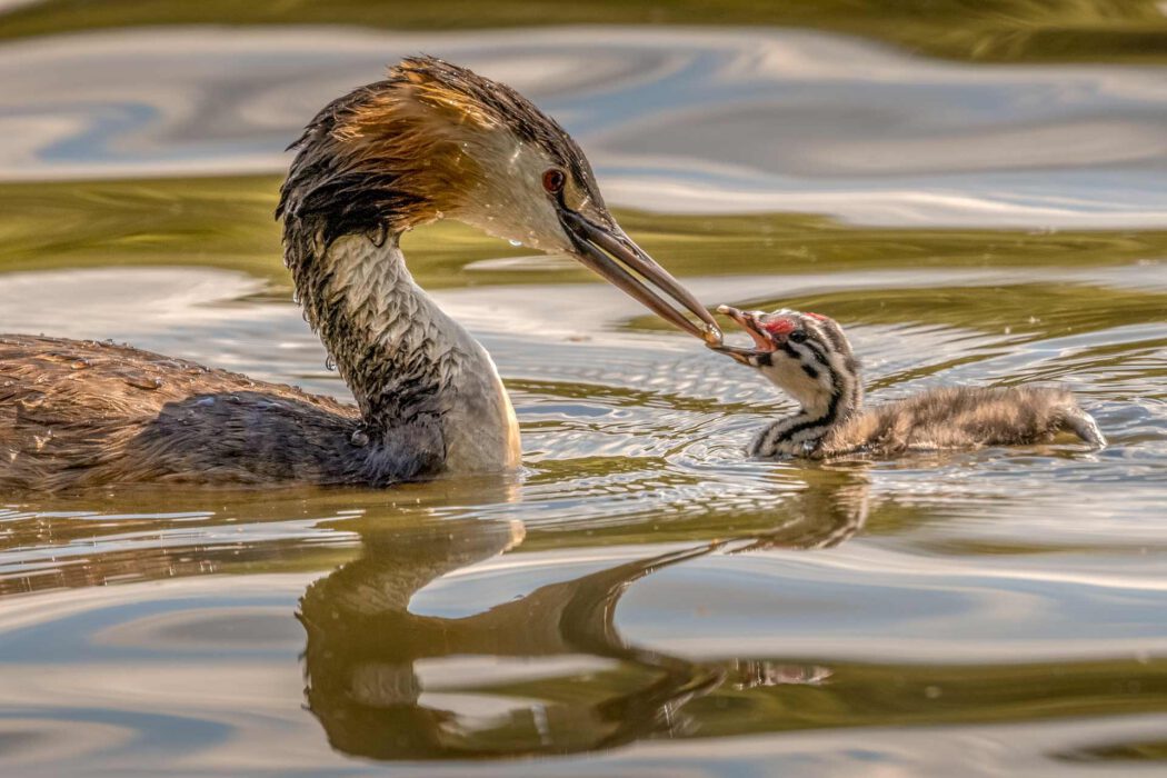 Ein erwachsener Haubentaucher füttert sein Küken auf dem Wasser.
