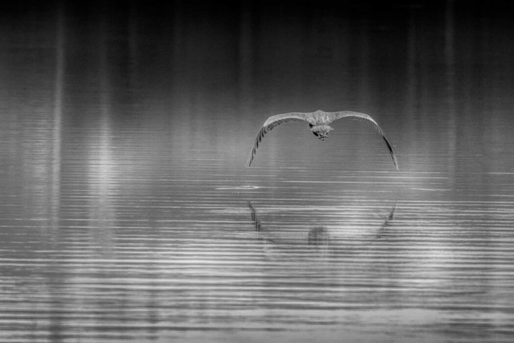 Vogel fliegt über Wasser Schwarz-Weiß