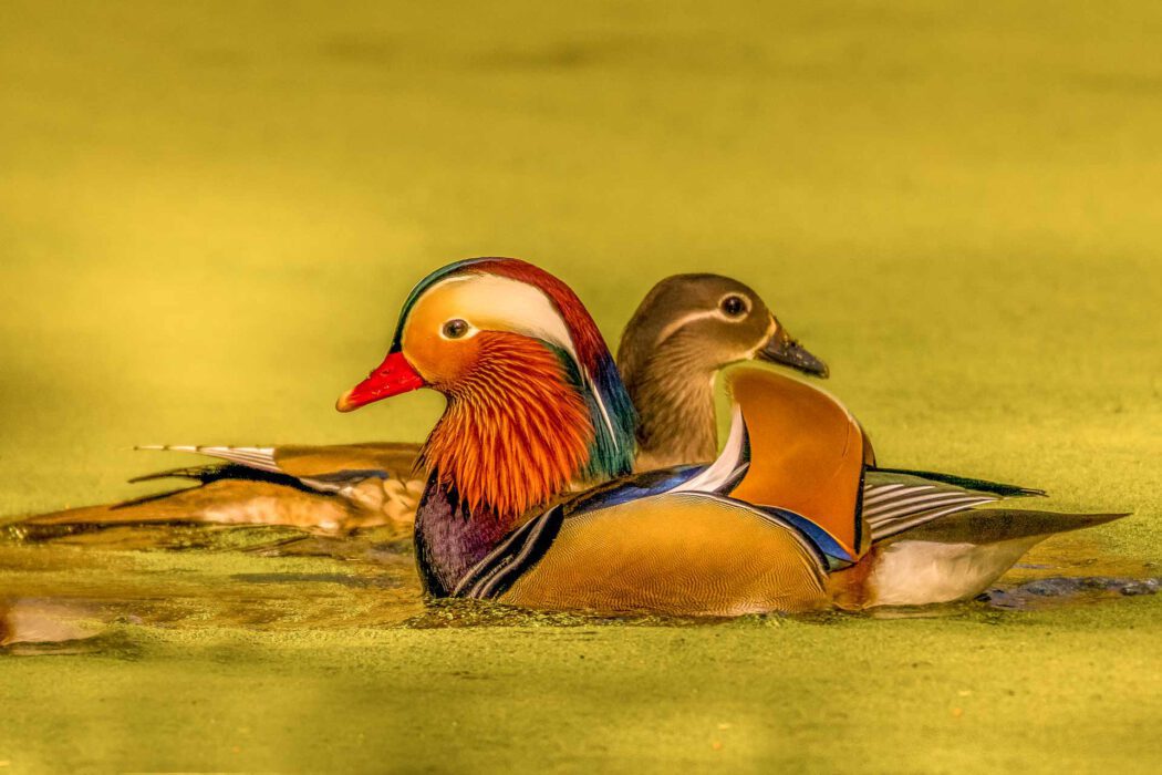 Ein farbenprächtiges Mandarinenten-Männchen schwimmt mit einem Weibchen auf grünlichem Wasser.