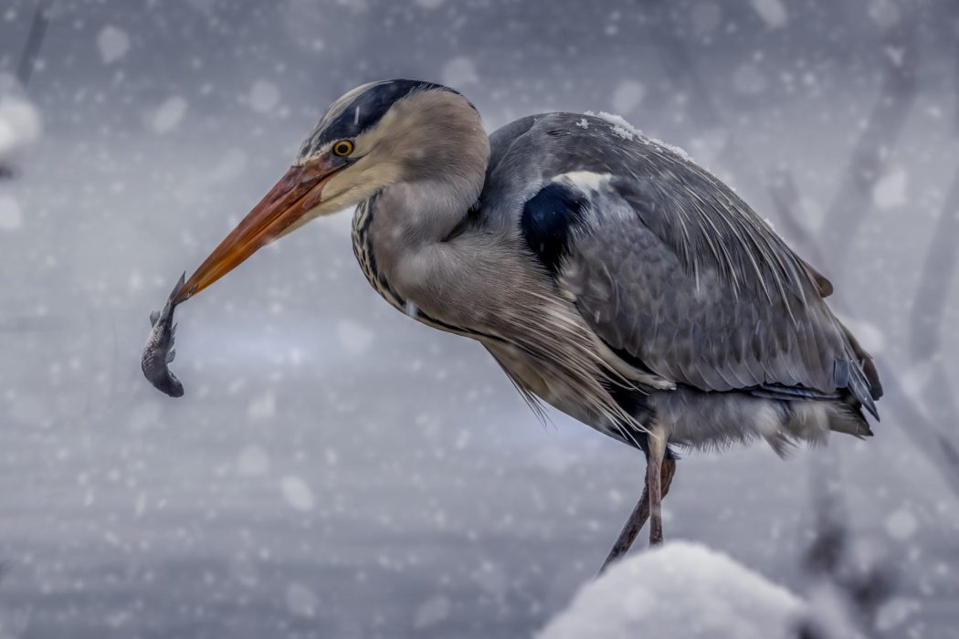 Graureiher mit Fisch im Winter Schnee