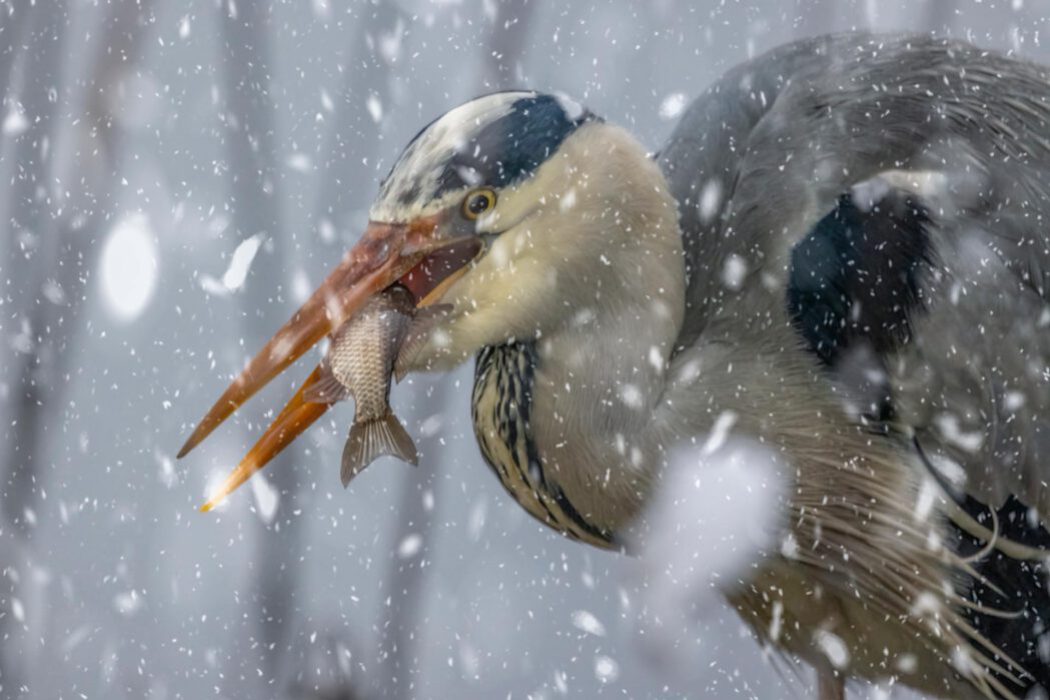 Graureiher mit Fisch im Schneefall