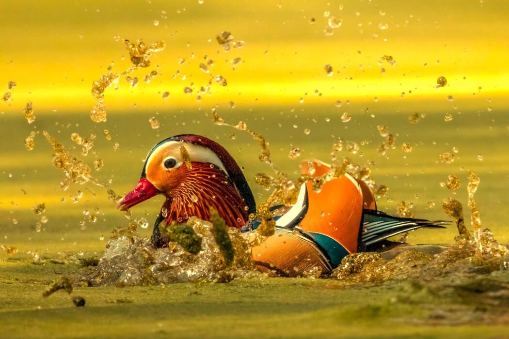 Nahaufnahme einer bunten Mandarinente, die in gelblichem Wasser spritzt.