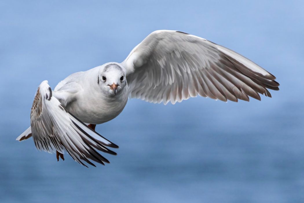 Lachmöwe im Flug