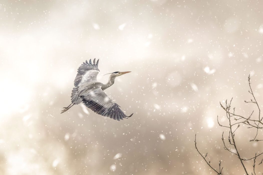 Graureiher fliegt im Schneefall