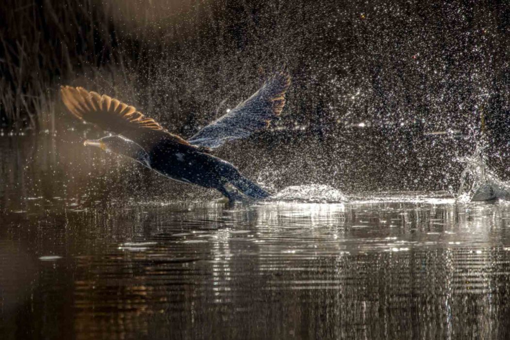 Kormoran im Gegenlicht Abflug