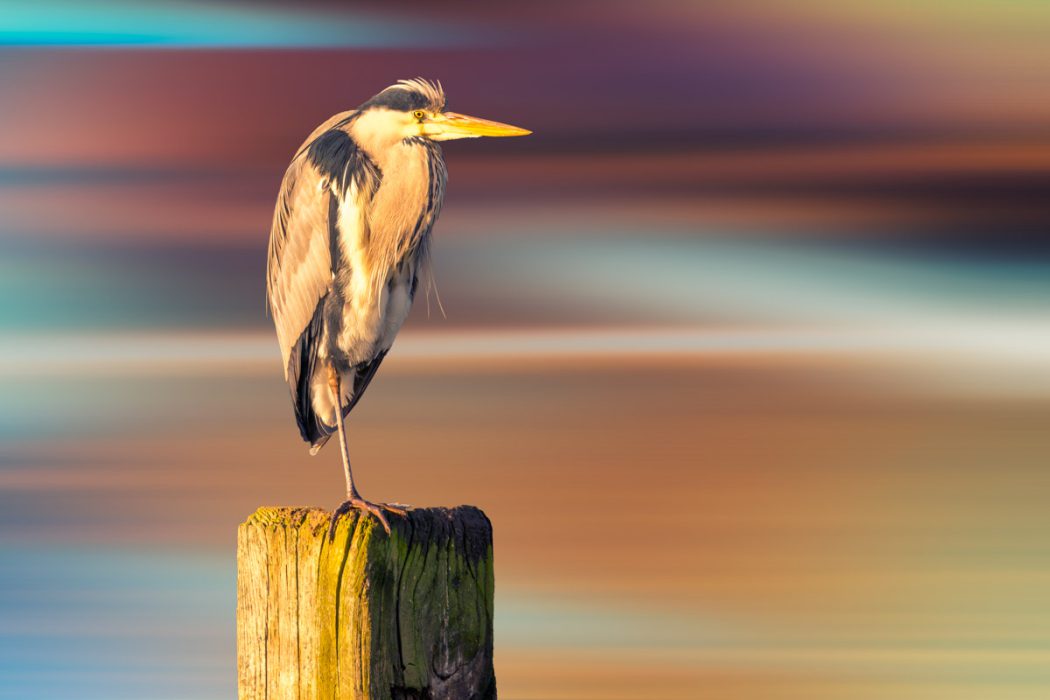 Porträt eines Graureihers auf einem Holzpfosten vor einem abstrakt verschwommenen Hintergrund in leuchtenden Regenbogenfarben. Der Reiher ist scharf fokussiert, während die Umgebung in horizontalen Farbstreifen verläuft.