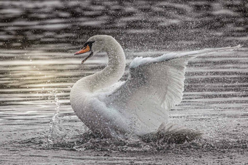 Schwan mit spritzendem Wasser