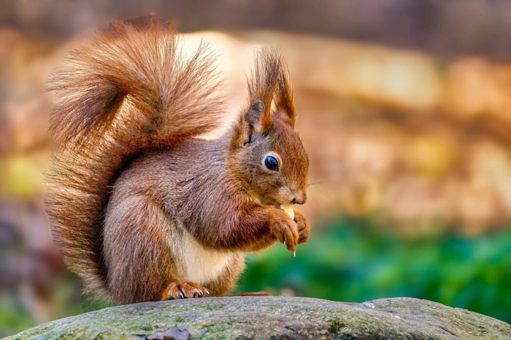 Nahaufnahme eines Eichhörnchens, das eine Nuss in seinen Pfoten hält.